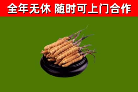 镇远县回收散虫草