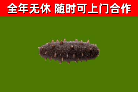 镇远县回收海参干